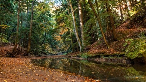 Обои деревья, лес, ручей, осень, огайо, trees, forest, stream, autumn, ohio разрешение 4000x2597 Загрузить