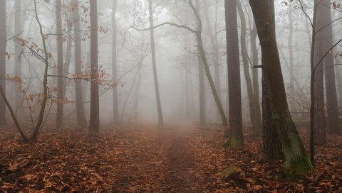 Обои деревья, природа, лес, листья, туман, осень, тропинка, trees, nature, forest, leaves, fog, autumn, path разрешение 4618x3464 Загрузить