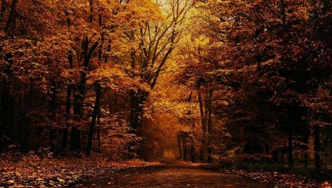 Обои дорога, деревья, природа, лес, листья, осень, road, trees, nature, forest, leaves, autumn разрешение 2559x1599 Загрузить