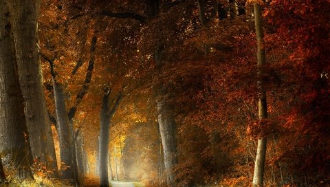 Обои лес, осень, forest, autumn разрешение 2048x1365 Загрузить
