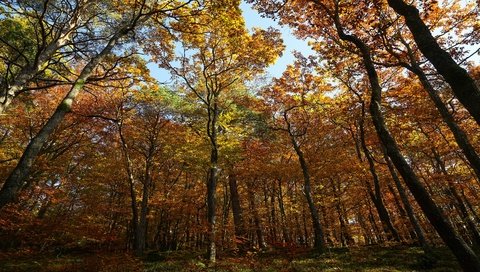 Обои лес, стволы, листва, осень, кроны, forest, trunks, foliage, autumn, crown разрешение 3840x2160 Загрузить
