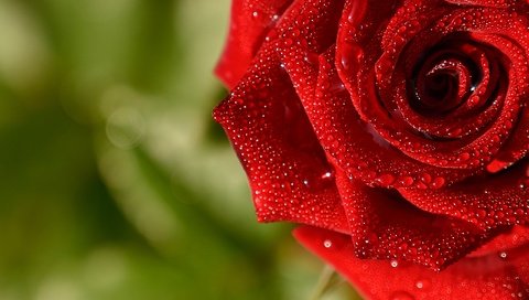 Обои макро, капли, роза, красная, macro, drops, rose, red разрешение 2560x1705 Загрузить