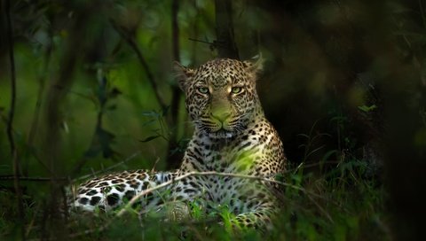 Обои морда, лес, ветки, взгляд, леопард, боке, face, forest, branches, look, leopard, bokeh разрешение 2000x1334 Загрузить