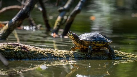 Обои отражение, ветки, черепаха, водоем, бревно, водная черепаха, reflection, branches, turtle, pond, log, water turtle разрешение 3072x2048 Загрузить