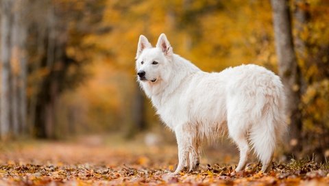 Обои природа, осень, собака, nature, autumn, dog разрешение 3840x2160 Загрузить