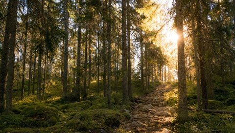Обои свет, лес, осень, light, forest, autumn разрешение 2048x1152 Загрузить