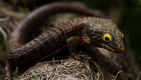 Обои взгляд, ящерица, темный фон, коричневая, боке, look, lizard, the dark background, brown, bokeh разрешение 3840x2160 Загрузить
