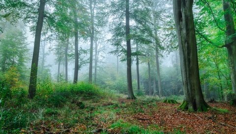 Обои деревья, зелень, лес, туман, ветки, осень, trees, greens, forest, fog, branches, autumn разрешение 5951x3788 Загрузить