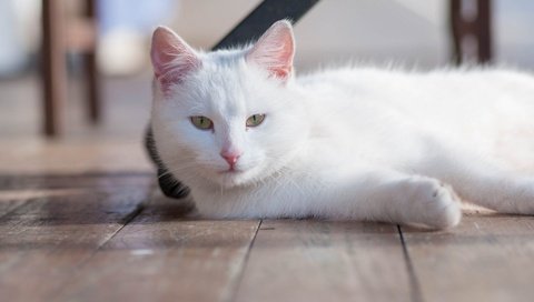 Обои кошка, взгляд, белая, cat, look, white разрешение 2048x1280 Загрузить