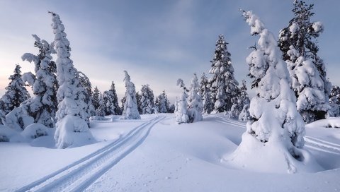 Обои лес, зима, forest, winter разрешение 1920x1280 Загрузить
