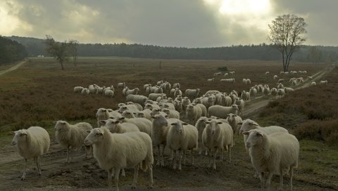 Обои природа, овцы, стадо, nature, sheep, the herd разрешение 2047x1356 Загрузить