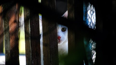 Обои свет, кот, кошка, взгляд, забор, темный фон, тени, выглядывает, light, cat, look, the fence, the dark background, shadows, peeps разрешение 2880x1928 Загрузить
