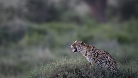Обои трава, леопард, дикая кошка, боке, grass, leopard, wild cat, bokeh разрешение 4683x3059 Загрузить