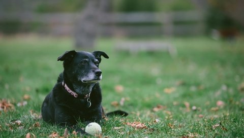 Обои взгляд, собака, друг, мяч, look, dog, each, the ball разрешение 2048x1365 Загрузить