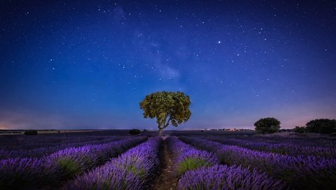 Обои небо, ночь, дерево, звезды, лаванда, плантация, the sky, night, tree, stars, lavender, plantation разрешение 2047x1280 Загрузить