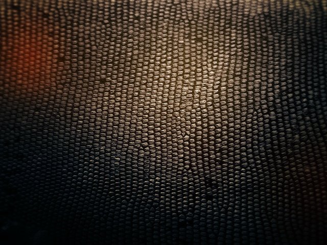 Обои свет, текстура, фон, тень, змея, кожа, light, texture, background, shadow, snake, leather разрешение 2560x1600 Загрузить