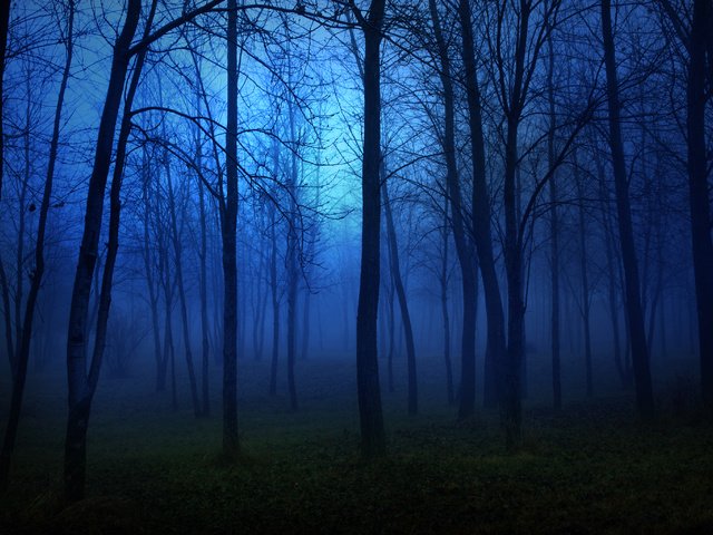 Обои свет, страх, ночь, moon, деревь, деревья, ноч, огни, лес, пейзаж, луна, темнота, light, fear, night, trees, lights, forest, landscape, the moon, darkness разрешение 3072x2048 Загрузить
