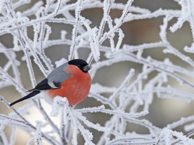 Обои снег, зима, ветки, иней, птица, снегирь, snow, winter, branches, frost, bird, bullfinch разрешение 1920x1200 Загрузить