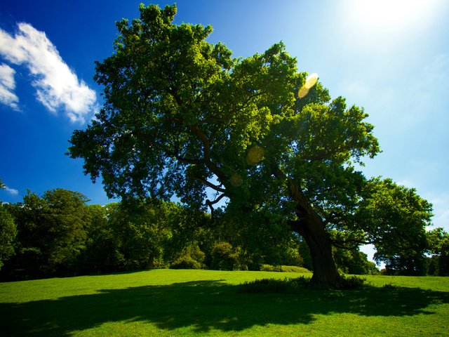 Обои трава, солнце, дерево, лето, grass, the sun, tree, summer разрешение 2559x1600 Загрузить