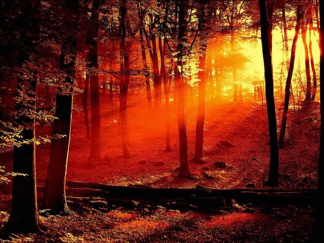 Обои свет, деревья, красный, light, trees, red разрешение 1920x1440 Загрузить