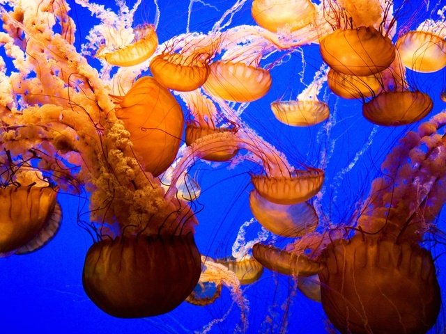 Обои мир, медузы, подводный, the world, jellyfish, underwater разрешение 1920x1200 Загрузить