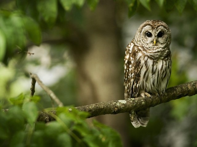 Обои сова, ветка, лес, птица, клюв, перья, неясыть, owl, branch, forest, bird, beak, feathers разрешение 2560x1600 Загрузить