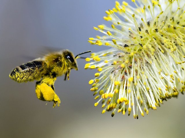 Обои цветок, пчела, опыление, flower, bee, pollination разрешение 1920x1200 Загрузить