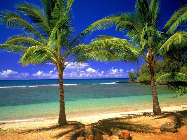 Обои берег, песок, пальмы, shore, sand, palm trees разрешение 1999x1333 Загрузить