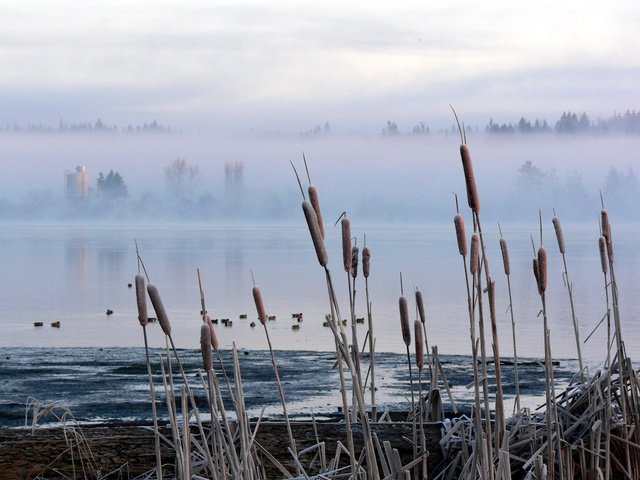 Обои болото, туман, камыш, рогоз, swamp, fog, reed, cattail разрешение 2560x1600 Загрузить
