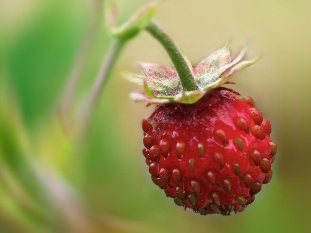 Обои земляника, одна, висит, strawberries, one, hanging разрешение 1900x1200 Загрузить