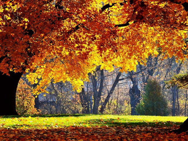 Обои деревья, солнце, лес, парк, листва, осень, trees, the sun, forest, park, foliage, autumn разрешение 1920x1080 Загрузить