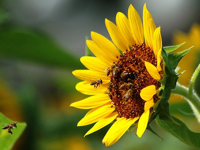 Обои подсолнух, пчелы, sunflower, bees разрешение 1920x1200 Загрузить