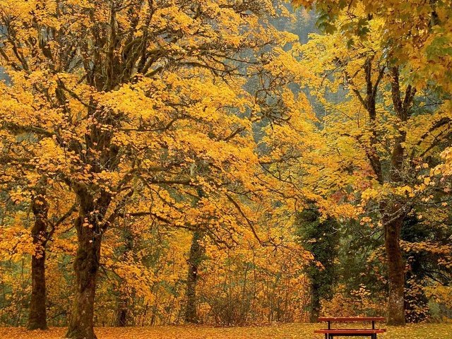 Обои деревья, парк, листва, осень, скамейка, trees, park, foliage, autumn, bench разрешение 1920x1080 Загрузить