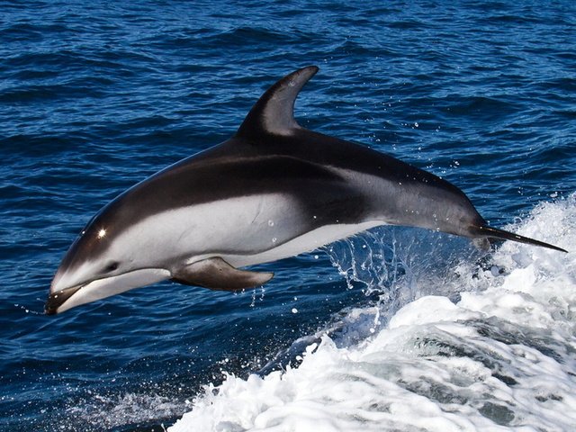 Обои море, волна, прыжок, дельфин, sea, wave, jump, dolphin разрешение 2048x1282 Загрузить