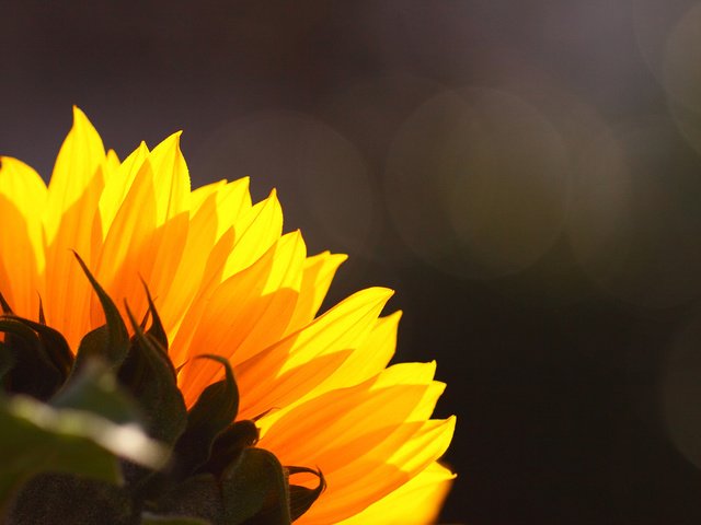 Обои цветок, подсолнух, flower, sunflower разрешение 1920x1080 Загрузить