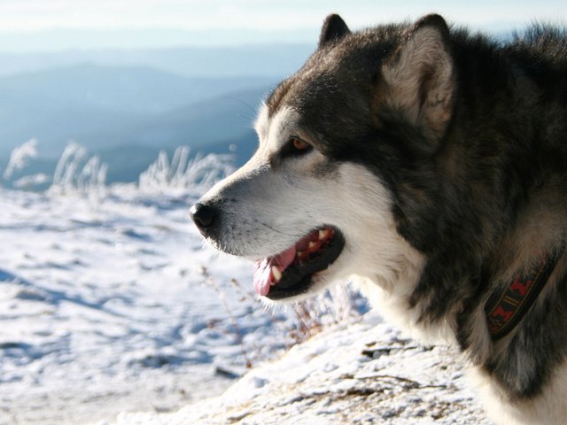 Обои снег, хаски, ошейник, аляскинский маламут, snow, husky, collar, alaskan malamute разрешение 2560x1600 Загрузить