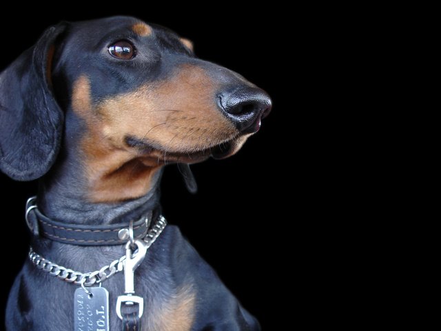 Обои мордочка, взгляд, собака, черный фон, ошейник, такса, muzzle, look, dog, black background, collar, dachshund разрешение 1920x1080 Загрузить