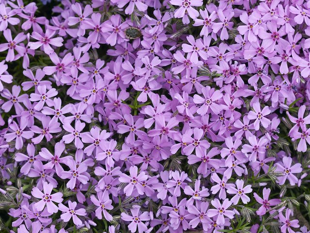 Обои цветы, лепестки, сиреневые, флоксы, флокс, flowers, petals, lilac, phlox разрешение 2560x1600 Загрузить