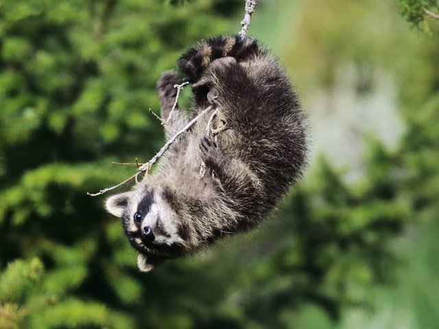 Обои ветка, взгляд, качели, енот, енот-полоскун, branch, look, swing, raccoon разрешение 1920x1200 Загрузить