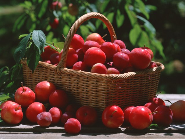 Обои листья, красная, корзина, алыча, leaves, red, basket, plum разрешение 2950x2094 Загрузить