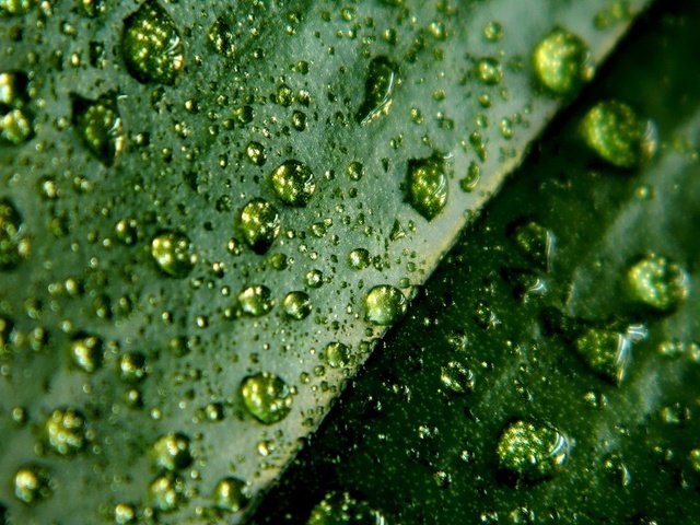 Обои зелёный, макро, капли, лист, green, macro, drops, sheet разрешение 1920x1080 Загрузить