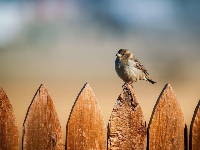 Обои забор, птица, воробей, the fence, bird, sparrow разрешение 1920x1200 Загрузить