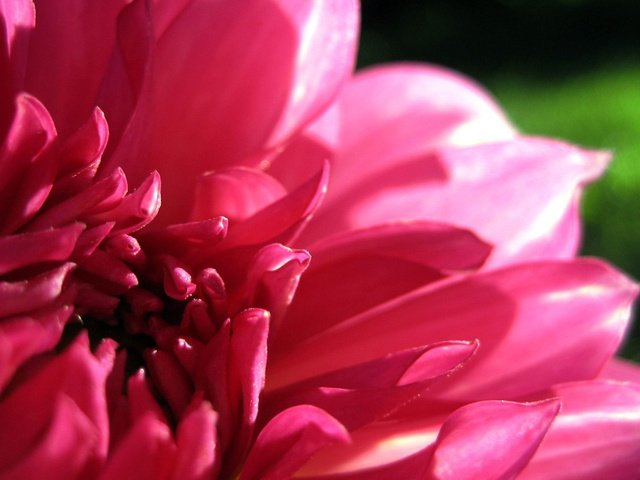 Обои макро, цветок, лепестки, розовый, георгин, macro, flower, petals, pink, dahlia разрешение 1920x1200 Загрузить