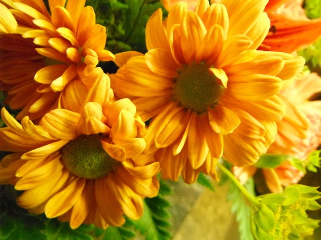 Обои цветы, макро, лепестки, желтые, календула, желтые цветы, flowers, macro, petals, yellow, calendula, yellow flowers разрешение 4320x3240 Загрузить