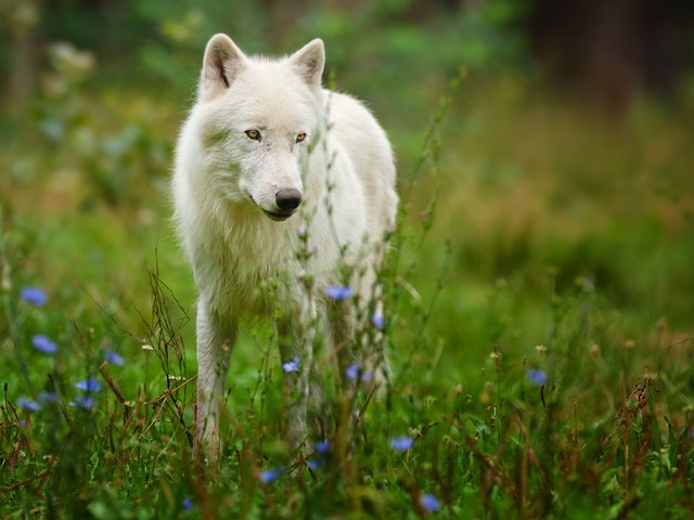 Обои цветы, природа, белый, хищник, волк, полярный волк, арктический волк, белый волк, flowers, nature, white, predator, wolf, polar wolf, arctic wolf, white wolf разрешение 2048x1365 Загрузить