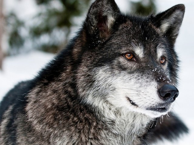 Обои глаза, морда, снег, зима, взгляд, хищник, волк, eyes, face, snow, winter, look, predator, wolf разрешение 2560x1600 Загрузить