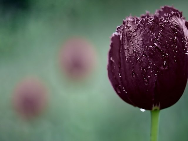 Обои макро, капли, тюльпан, macro, drops, tulip разрешение 1920x1200 Загрузить