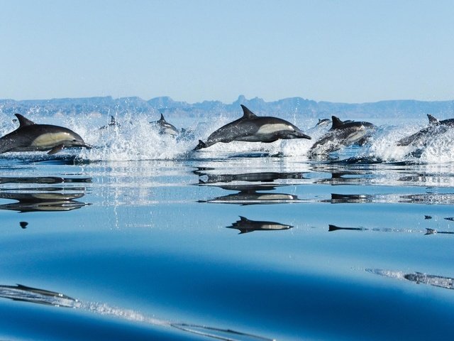 Обои вода, море, брызги, дельфины, прыжки, water, sea, squirt, dolphins, jumping разрешение 1920x1200 Загрузить