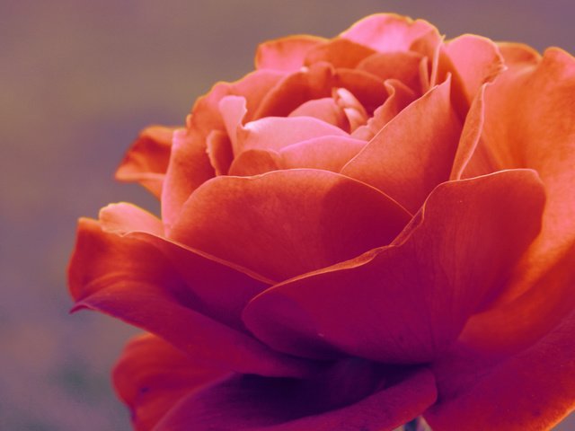 Обои nezhnost, makro, roza, флора, flora разрешение 1920x1282 Загрузить