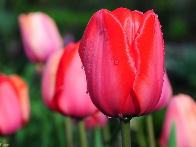 Обои cvety, цветы, kapli, tyulpany, макро, цветок, капли, бутон, весна, тюльпаны, тюльпан, flowers, macro, flower, drops, bud, spring, tulips, tulip разрешение 1920x1200 Загрузить